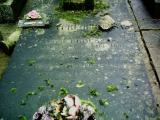 image of grave number 372469